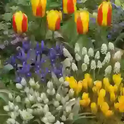 Rockery Collections
